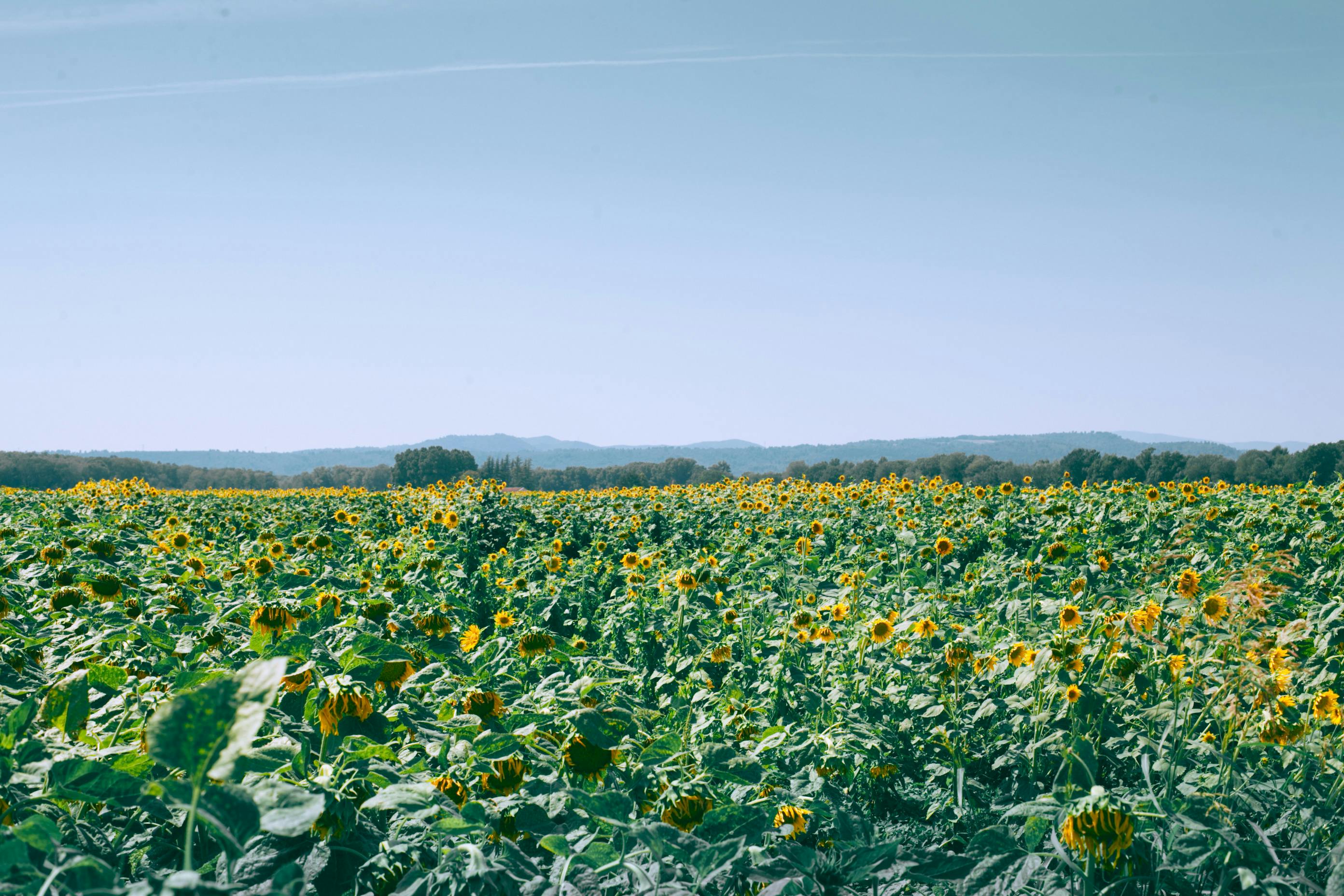 Field of Sunflowers