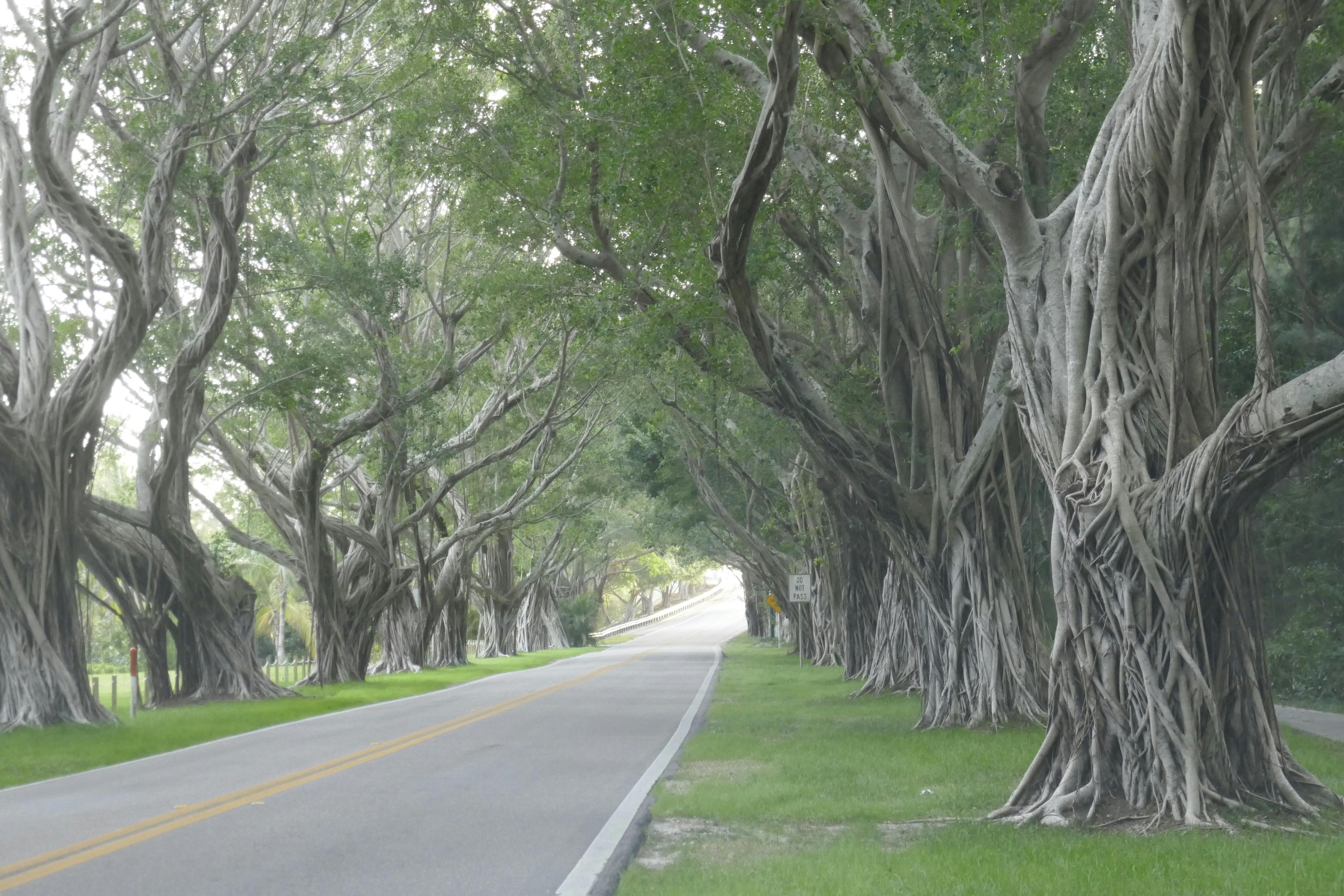 Trees along a road